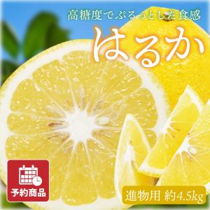 はるか みかん 10kg 箱込（内容量9kg＋補償分500g) 送料無料 訳あり 無