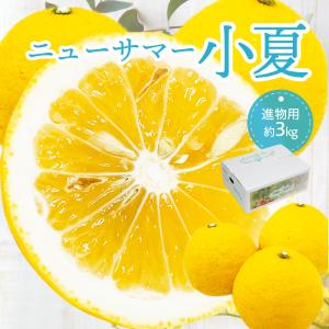 2月中旬発送】みかん はるみ 秀品 Mサイズ 8kg箱（内容量5kg）【他の
