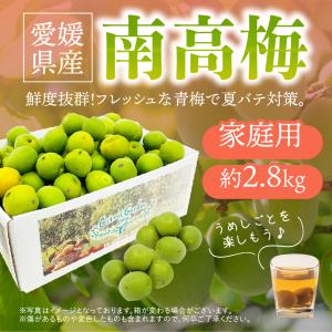 無農薬南高梅 Mサイズ「約30ミリから33ミリ」1kg 国内産100％ 6月