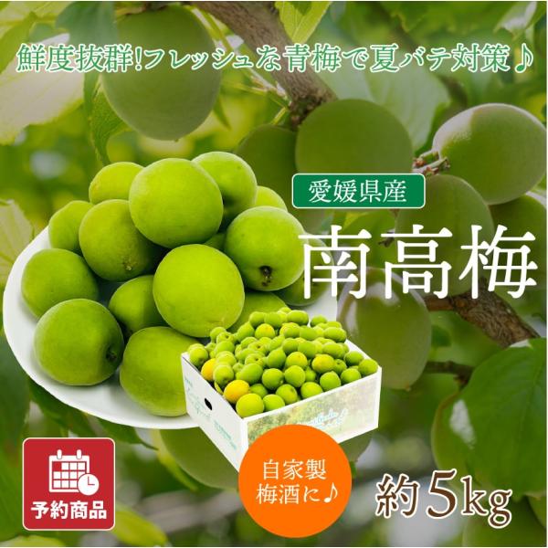 梅 南高梅 うめ 約5kg 梅酒や梅干しに 愛媛県産 産地直送 送料無料 フルーツ 果物 予約商品