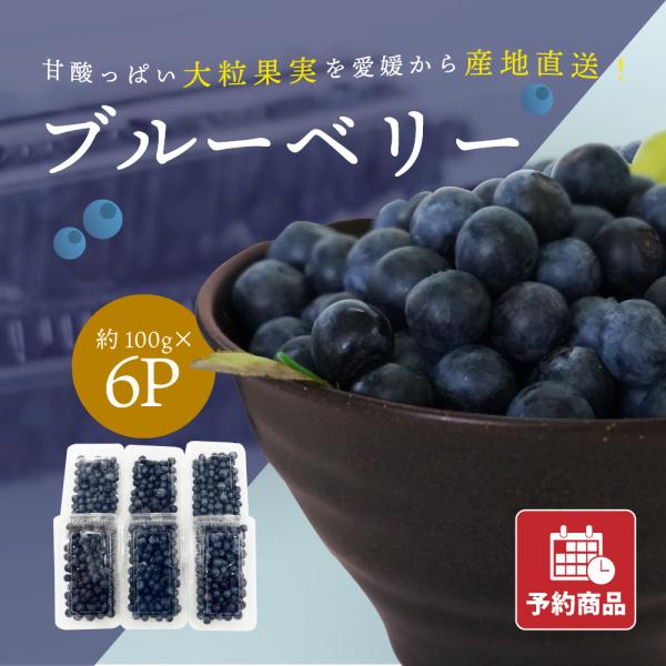 ブルーベリー 約100g 6パック 愛媛産 送料無料 産地直送 フルーツ 果物 チルド運賃込み 予約...