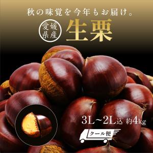 生栗 国産 大粒 愛媛県産 栗 皮付き 3L~2L込 約4kg クール便代金込 栗 くり クリ 贈答 贈答品 産地直送 送料無料 予約商品 敬老の日