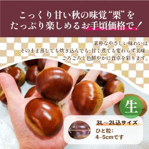 生栗 国産 大粒 愛媛県産 栗 皮付き 3L~...の詳細画像2