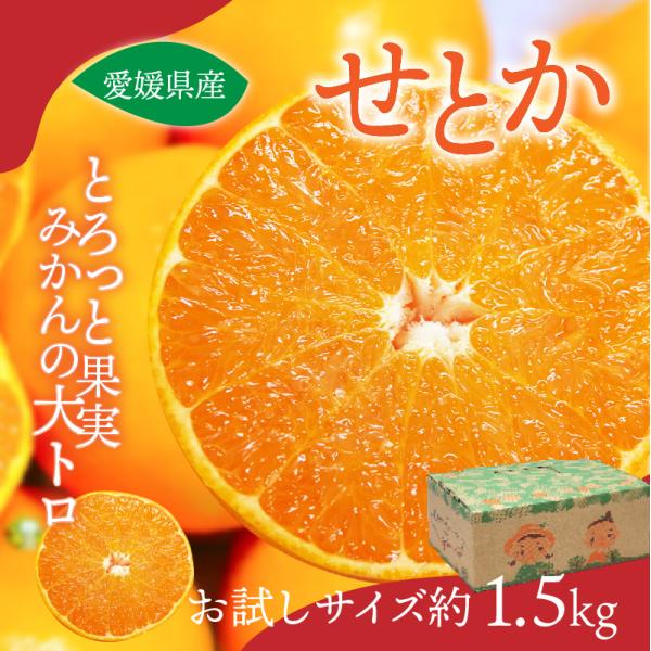 みかん せとか お試しサイズ 約1.5kg 50ケース限定 愛媛産 送料無料 産地直送 柑橘 フルー...