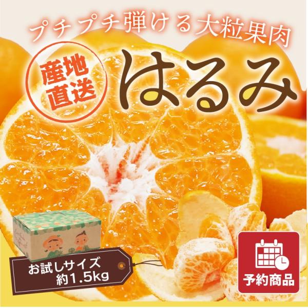 みかん はるみ お試しサイズ 約1.5kg 50ケース限定 愛媛産 送料無料 産地直送 柑橘 フルー...