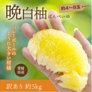愛媛県産 晩白柚 訳あり 約5kg 約4〜8玉 愛媛産 送料無料 産地直送 柑橘 フルーツ 果物 期間限定 数量限定