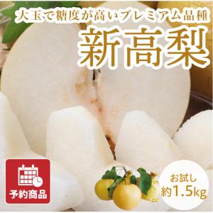 梨 新高梨 なし ナシ にいたかなし 約1.5kg お試し 約3~5玉 愛媛県産 送料無料 産地直送 フルーツ 果物 予約商品｜マルワフルーツ園芸