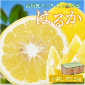 はるか みかん 10kg 箱込（内容量9kg＋補償分500g) 送料無料 訳あり 無