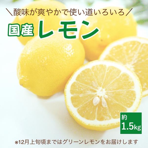 レモン 約1.5kg お試し 国産 愛媛産 送料無料 産地直送 柑橘 フルーツ 果物 防腐剤 防カビ...