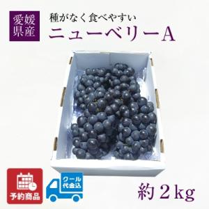 ぶどう 地元特産ぶどう ニューベリーA 約2kg 愛媛県産 送料無料 産地直送 クール代込 フルーツ 果物 予約商品