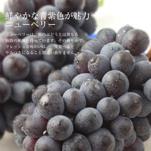 ぶどう 地元特産ぶどう ニューベリーA 約2k...の詳細画像1