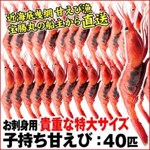 (石川県産)宝勝丸水揚げ(特別選別)特大 子持ち甘えび：40匹