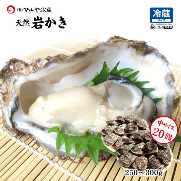 牡蠣 岩ガキ 殻付き 生食用 石川県 中サイズ 20個 貝柱を切ってお届け 産地直送 かき 夏牡蠣 ...