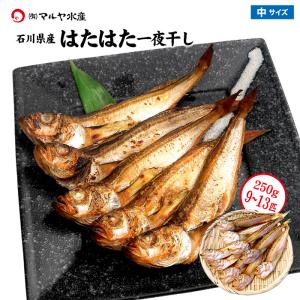 新物入荷 はたはた 干物 一夜干し (石川県産) 250g 9〜13匹
