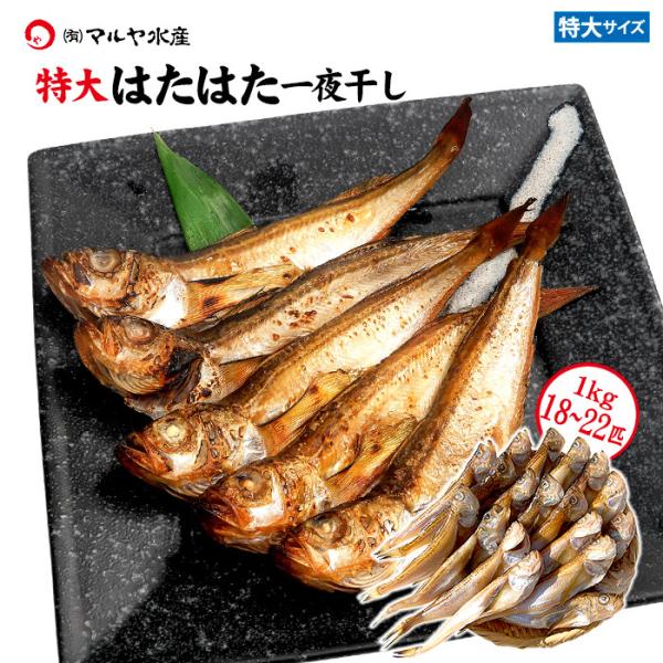 干物 一夜干し はたはた 1kg 18〜22匹 特大 石川県 産地直送 ハタハタ ひもの 通販 お取...