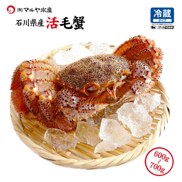 毛ガニ 毛蟹 活蟹 1匹 700g〜600g (石川県産) 活きたままお届け可能 贈答 ギフト お取...