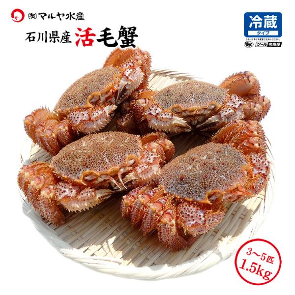 毛ガニ 毛蟹 訳あり 3〜5匹 1.5kg セット 石川県産 活蟹 or 茹で蟹 未冷凍品 加賀 能...