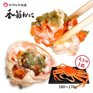 カニ かに 蟹 ズワイガニ セコガニ 香箱蟹 せいこ 大きめ 160〜170g ×1匹 浜茹で 産地直送 お取寄せ 6匹以上のご注文で送料無料