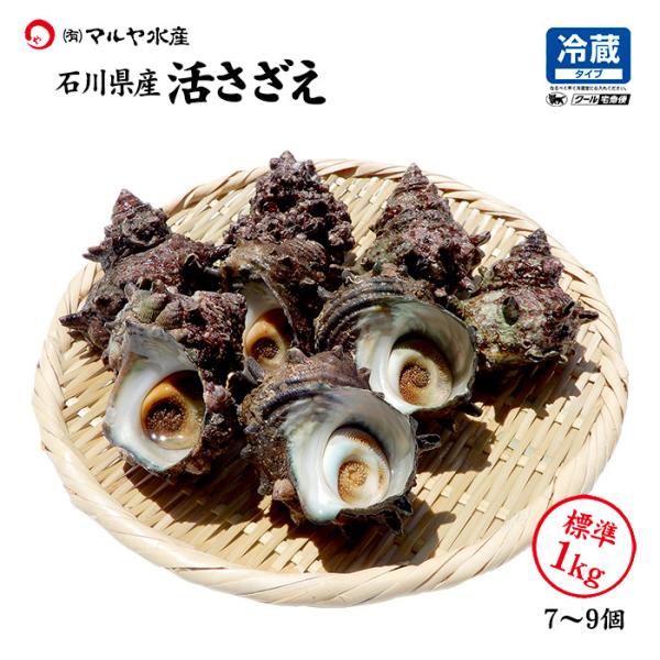 サザエ さざえ 石川県 中サイズ 1kg 7〜9個 詰合せ 産地直送 冷蔵 いきさざえ 活さざえ 栄...