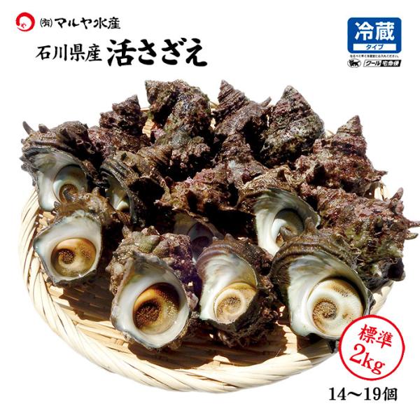 サザエ さざえ 石川県 中サイズ 2kg 14〜19個 詰合せ 産地直送 冷蔵 いきさざえ 活さざえ...