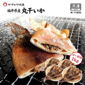 丸干いか もみいか するめいかの丸干し 熟成わた入り 福井県産 約250g 7 10枚 5袋以上のご注文で送料無料 T 006 加賀 橋立港 マルヤ水産 通販 Yahoo ショッピング