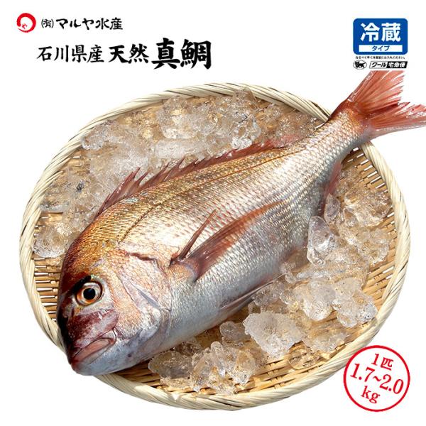 真鯛 天然 石川県産 未冷凍 刺身用 1.7〜2.0kg 1匹 送料無料 ※お届け日指定不可