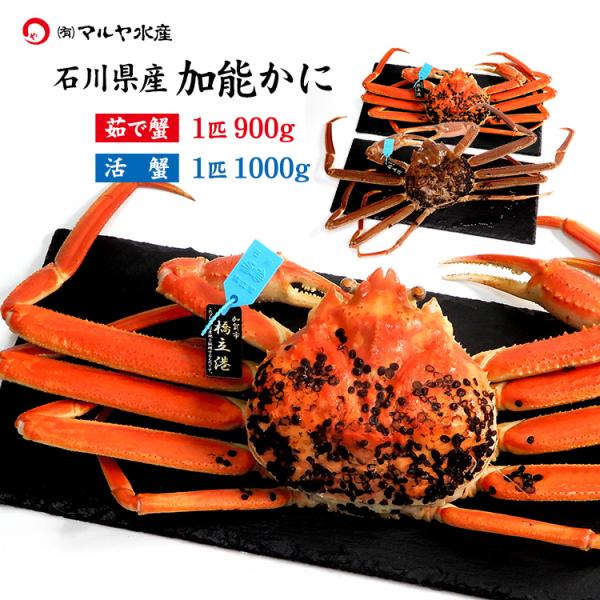 蟹漁解禁 カニ かに 蟹 ズワイガニ ずわい蟹 加能かに 石川県産 1匹 約900g以上 青タグ付き...