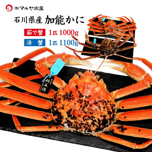 蟹漁解禁 カニ かに 蟹 ズワイガニ ずわい蟹 加能かに 石川県産 1匹 約1.0kg以上 青タグ付...