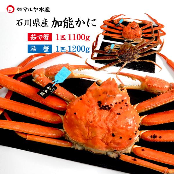 蟹漁解禁 カニ かに 蟹 ズワイガニ ずわい蟹 加能かに 石川県産 1匹 約1.1kg以上 青タグ付...