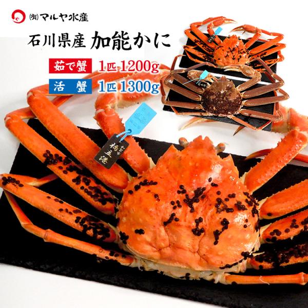 蟹漁解禁 カニ かに 蟹 ズワイガニ ずわい蟹 加能かに 石川県産 1匹 約1.2kg以上 青タグ付...