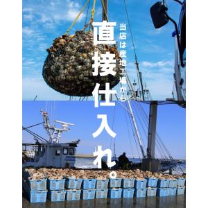 【小粒・お試し】北海道産 刺身用ホタテ貝柱 1...の詳細画像5