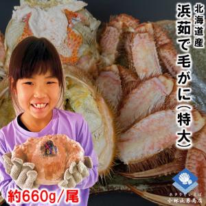 毛ガニ 毛がに 毛蟹 北海道産 浜茹で毛ガニ １杯約660g 特大サイズ 最上級品 堅ガニ ギフト お取り寄せ お歳暮 2024年物｜masaoshoten