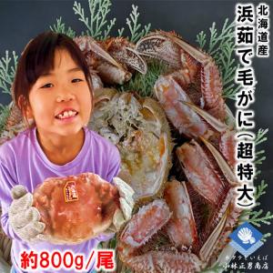 【2024年物入荷】毛がに 毛蟹 北海道産 浜茹で毛ガニ １杯約800g 超特大サイズ 最上級品 堅ガニ ギフト 条件付き送料無料 お取り寄せ お歳暮 2024年物｜masaoshoten