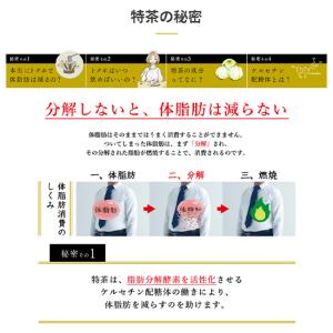 ※送料無料 サントリー 伊右衛門 特茶 100...の詳細画像2