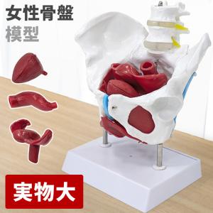 KIYOMARU リアルで再現性の高い1/2サイズの全身骨格模型 人体模型 骨