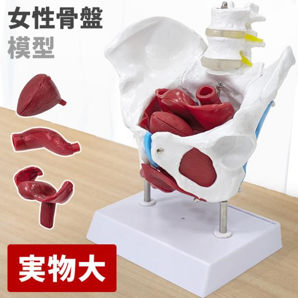 骨 模型 骨盤模型 女性 人体模型 尾〓骨 骨格模型 実物大 骨盤底筋模型 台座付き