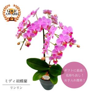 母の日 Mother's Day 胡蝶蘭【マザーチーク】5号鉢 2本立ち 陶器鉢