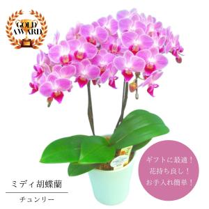 母の日 Mother's Day 胡蝶蘭【マザーチーク】5号鉢 2本立ち 陶器鉢