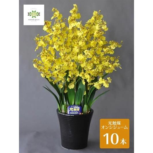 光触媒 オンシジウム 黄色 10本立 アートフラワー ラン 洋蘭 空気洗浄効果 造花 ギフト 誕生日...