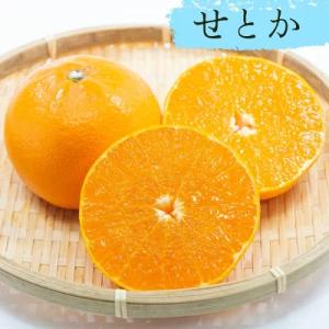 みかん 苗木 せとか 西南のひかり べにばえ ...の詳細画像2