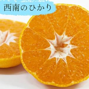 みかん 苗木 せとか 西南のひかり べにばえ ...の詳細画像5