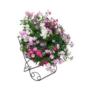 ウェルカムレンゲローズ 鉢植え リング仕立て ミニバラ ピンク マスダグリーン 通販 Yahoo ショッピング