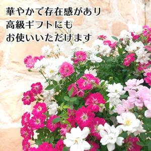 ミニバラ 寄せ植え フラワーリース レンゲロー...の詳細画像4