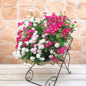 ミニバラ 寄せ植え フラワーリース レンゲロー...の詳細画像3