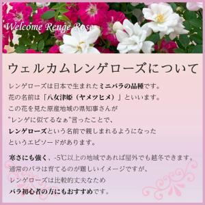 ミニバラ 寄せ植え フラワーリース レンゲロー...の詳細画像5