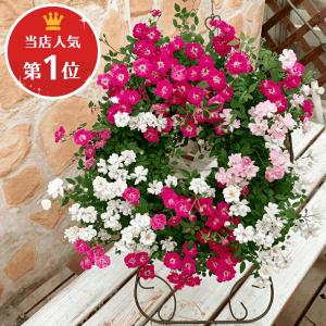 ミニバラ 寄せ植え フラワーリース レンゲロー...の詳細画像2
