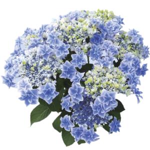 母の日 ギフト  アジサイ ブルー　銀河　鉢植え プレゼント  2022