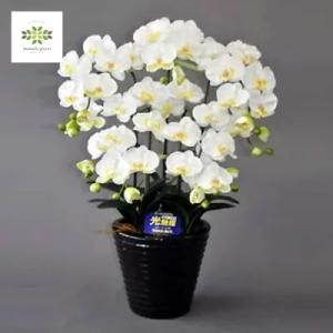 光触媒 アートフラワー 胡蝶蘭 白 ホワイト M 5本立 空気洗浄効果 造花