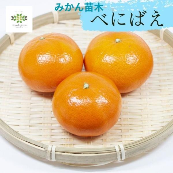 みかん 苗木 べにばえ 4.5号 ロングポット 希少 高級柑橘 平均糖度15度 ミカン 蜜柑 果樹苗...