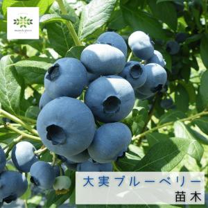 ブルーベリー 大実 ハイブッシュ系 苗木 5号 ロングポット 果樹苗 鉢植え プランター 家庭菜園 ギフト プレゼント